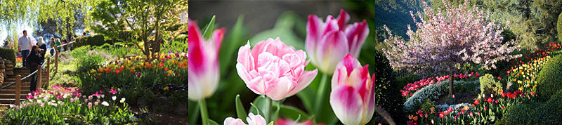 Crystal Hermitage Tulip montage