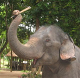 Elephant with stick