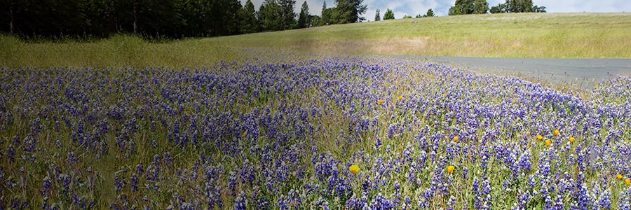 Cosmic Attunement: Vernal Equinox