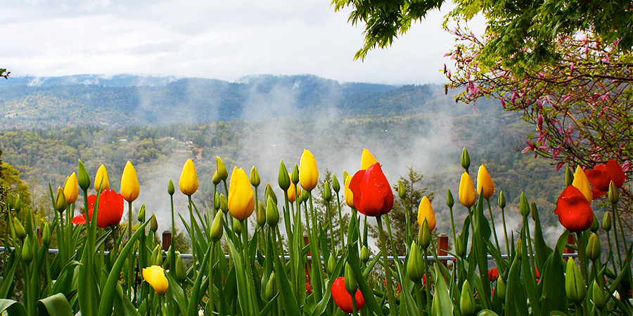 A Magical Tulip Weekend Experience