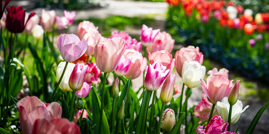 Spring Renewal at Eastertime