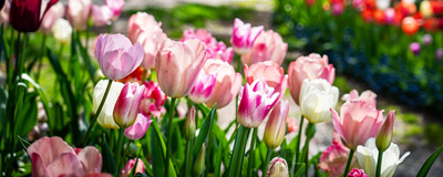 Spring Renewal at Eastertime