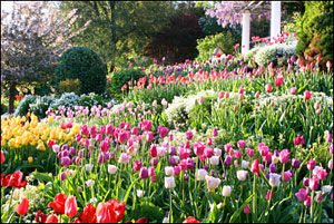 tulips