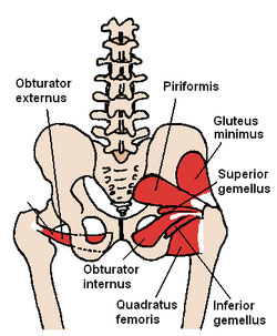 Text Box:  Posterior view of obturators and gemelli