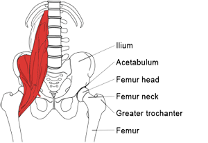 Text Box:  Bones near the hip joint (with iliopsoas muscle)