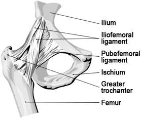 Text Box:  Major ligaments of the hip joint