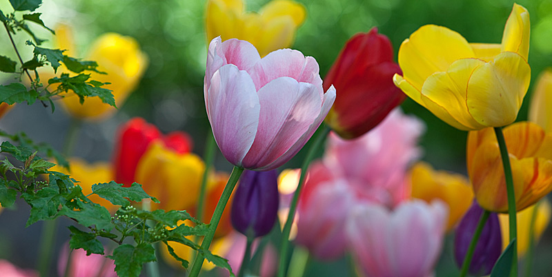 Chrystal Hermitage tulips close-up