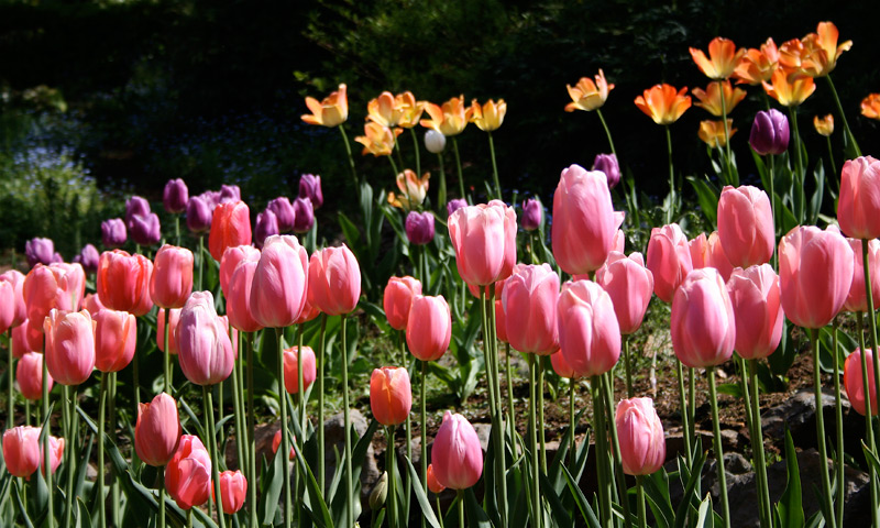tulips in the mist