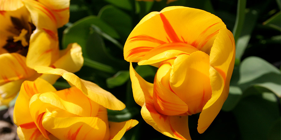 tulips