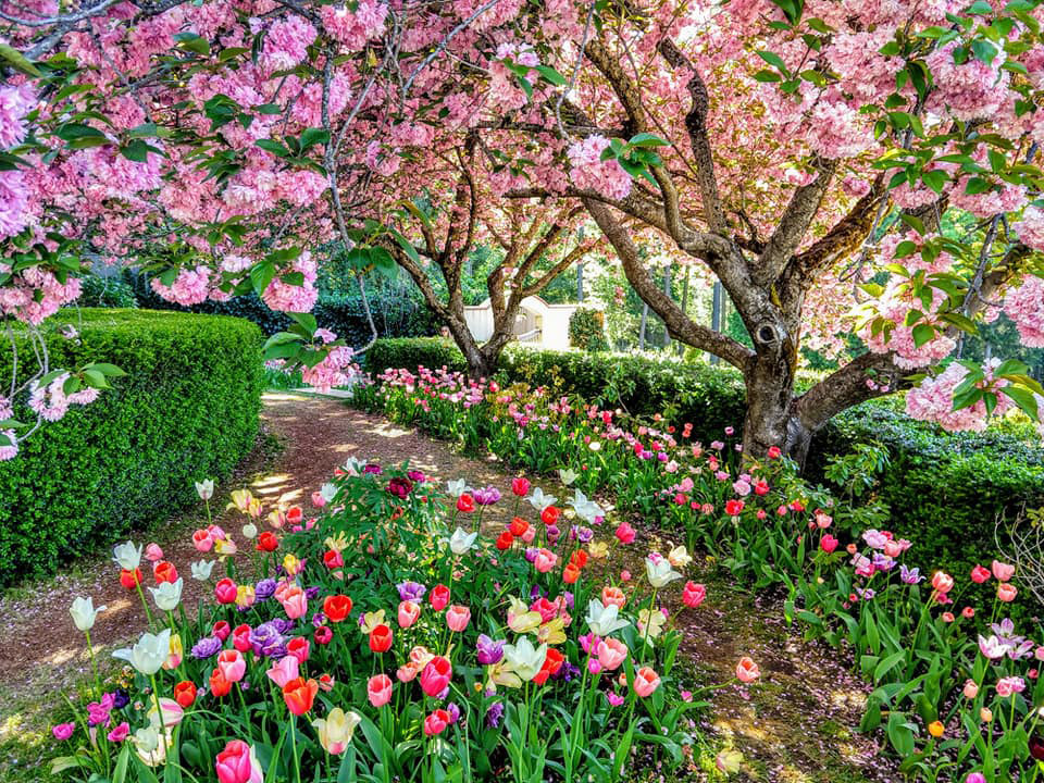 Tulips at Crystal Hermitage, Ananda Village