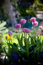 Tulips- Expanding Light Retreat program