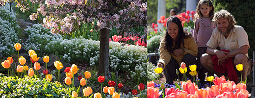 Tulips- Expanding Light Retreat program Tulips- Expanding Light Retreat program