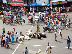 Puri - holy cows