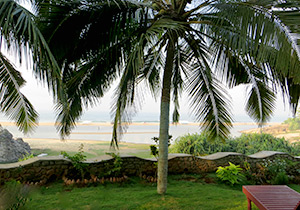 Resort Palm Trees-Ananda Travels
