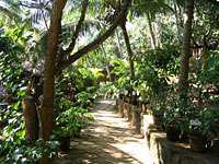 Tropical walk way