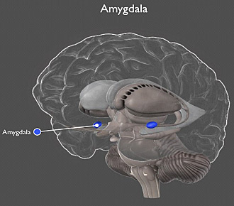 amygdala