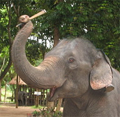 Elephant holding stick
