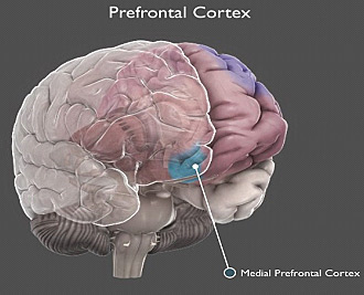 prefrontal cortex
