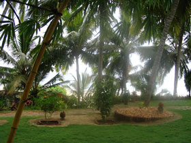 Calm palm trees Palm trees