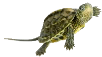 Ambi-the-Turtle