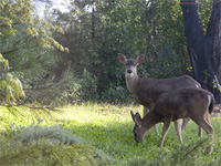 Deer in the forest