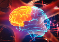 prefrontal lobes of the brain