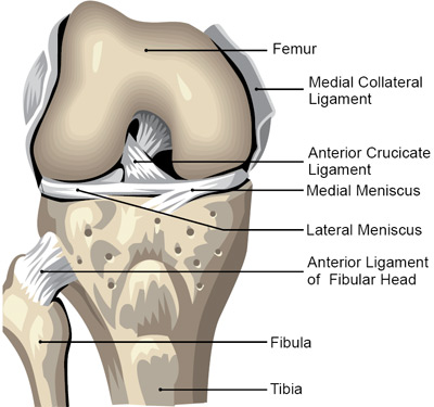 knee joint