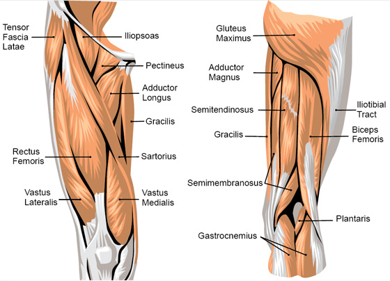 knee joint